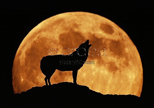 Wolf+howling+at+the+moon
